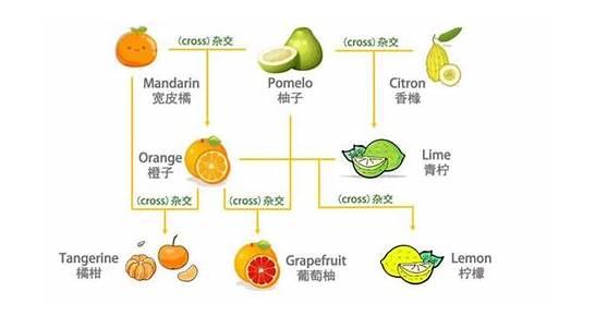 “orange”竟然不是橘子  橘子的英文到底是什么