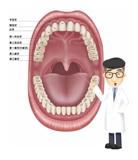 牙齿的英文与英文